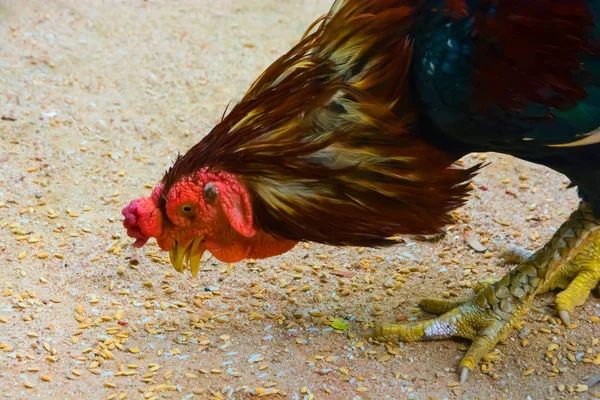 Zeminde kırmızı tepeli horoz yemek pirinç