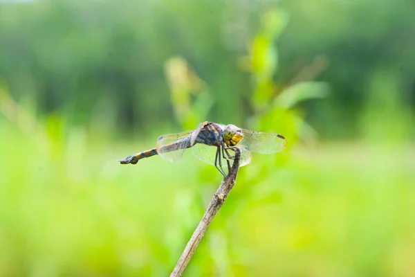Colorful Dragonfly Blurry Antecedentes —  Fotos de Stock