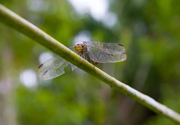 Haar Gezicht Ogen Van Dragonfly Houden Regel Onscherpe Achtergrond — Stockfoto