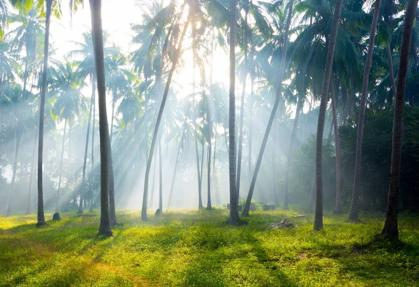 Sunrising Licht Door Bladeren Kokosnoot Palm Bomen Plantage Grasland Stockfoto