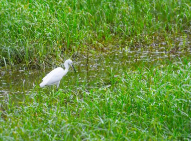 BirdLife, ıslak toprak yeşil çim çevreleyen içinde sığır balıkçıl