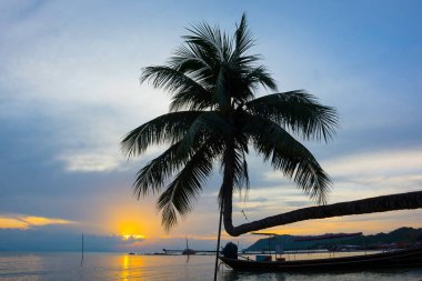 Siluet eğilerek hindistan cevizi hurma ağacında deniz manzaralı arka plan günbatımı ışığı yansıtan su ve alacakaranlık gökyüzü bulut
