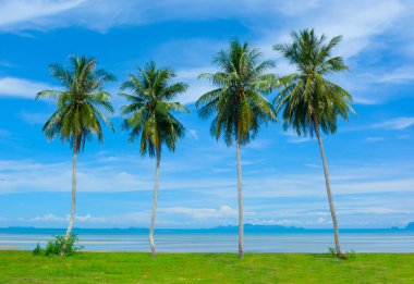 Yeşil otlak Hindistan cevizi palmiye ağaçlarının harika açık mavi gökyüzü bulut gün içinde satır sahil yakın durmak
