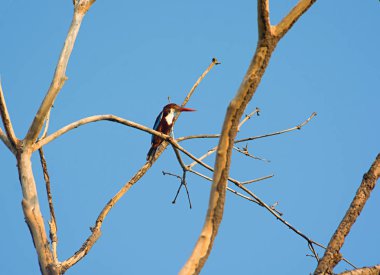 Ağaç Dalı, mavi arka plan üzerinde dinlenme arası Kingfisher kuş beyaz boyunlu