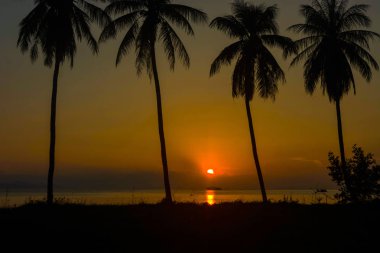 Sahil, deniz yolculuk geçen gün batımı, su üzerinde yansıtan ışıklık teknede manzara okyanus manzaralı siluet Hindistan cevizi hurma ağaçları 
