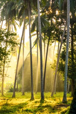 Güneş ışığı Hindistan cevizi palmiye ağaçları Ekim erken sabah ile 