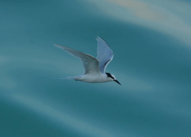 Uçuş, bulanık mavi deniz arka planda siyah enseli Sumru