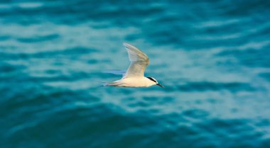 Uçuş, bulanık mavi deniz arka planda siyah enseli Sumru