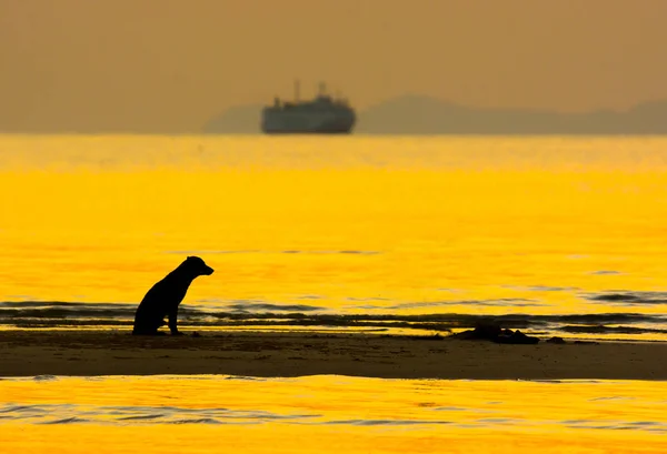 Köpek kum banka akşam saat, altın Sunslight su, bulanık feribot tekne ve ada, karanlık alacakaranlık gökyüzü arka plan üzerinde yansıtan deniz kenarında oturan siluet siyah