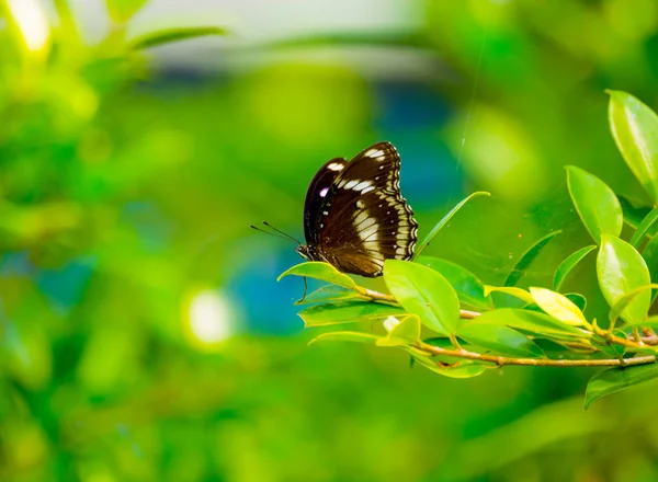 BUTTERFLY ON GREEN LEAF IN GARDEN , BLURRY BACKGROUND