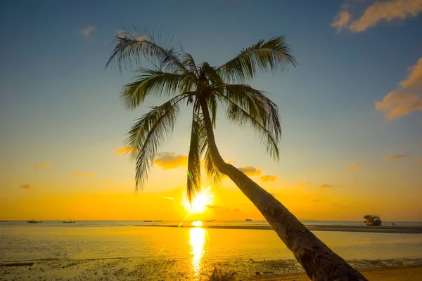 Akşam saat gün batımından, harika renkli alacakaranlık arka plan önce Seaside Beach Coconut Palm ağaca yaslanmış