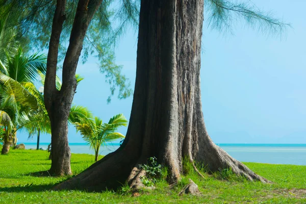 Büyük Ironwood ağaç kabuğu, Seaside, mavi gökyüzü arka plan