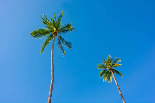Hindistan cevizi hurma ağacından güzel güneşli bir gün, açık mavi gökyüzü arka plan