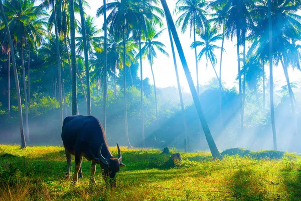 Su bufalosu yemek çim alan alan Hindistan cevizi plantasyon süre Rising Sun ışık sabah sis aracılığıyla ağaçlar
