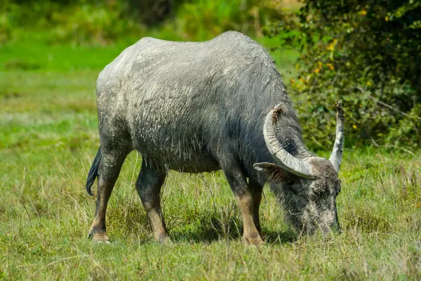 Tay manda çim çamurlu otlakta Tayland yemek