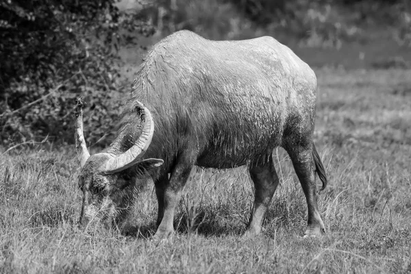 Buffalo Agua Campo Grasas Tailandia — Foto de Stock