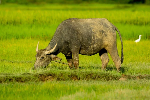 Buffalo Agua Comiendo Grasas Granja Campo Verde Tailandia — Foto de Stock