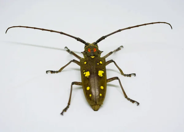 Rovar Coleoptera Cerambycidae Izolált Fehér Háttér — Stock Fotó