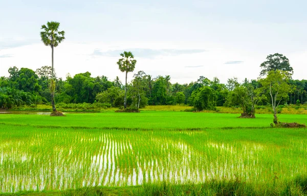 Campo Rice Verde Países Tailândia Ásia — Fotografia de Stock