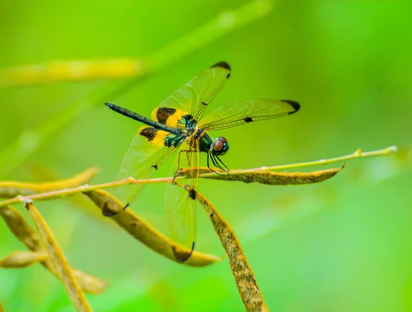 Çim-çiçek, bulanık arka planda tutan güzel sarı kanat yusufçuk