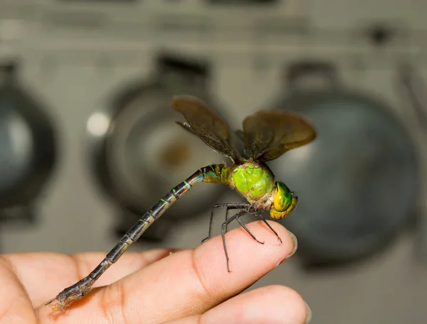 蜻蜓在手手指 模糊的背景 — 图库照片