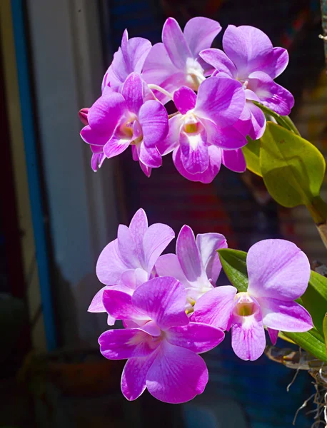 Thai Paars Roze Orchidee Onscherpe Achtergrond Stockfoto