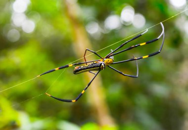 Örümcek, Web bulanık arka plan iplik