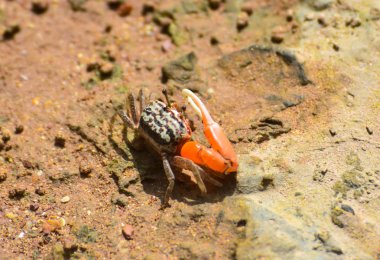 Kemancı yengeç mangrov orman sahil kuma gelgit çamur düzlükler üzerinde renkli onun pençe