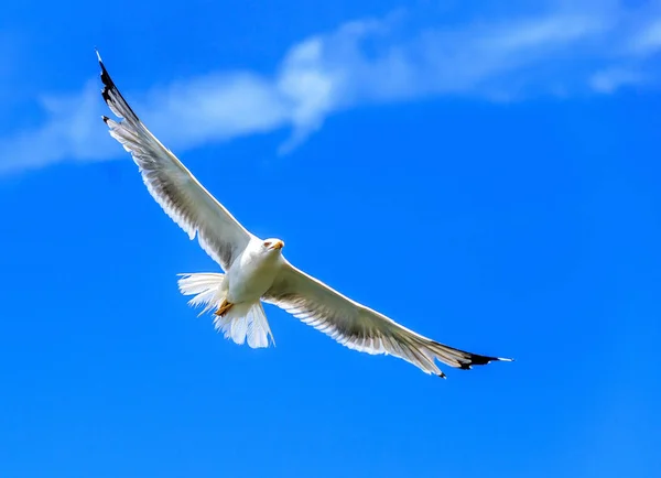 Альбатрос Адриатическое Море — стоковое фото