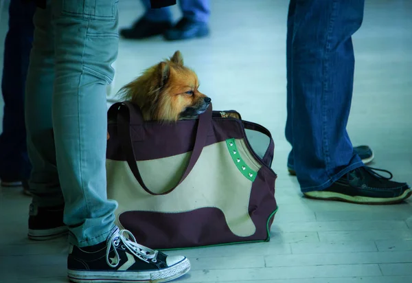 Cão Filhote Cachorro Animais Estimação Bonitos Casa Close Imagem — Fotografia de Stock