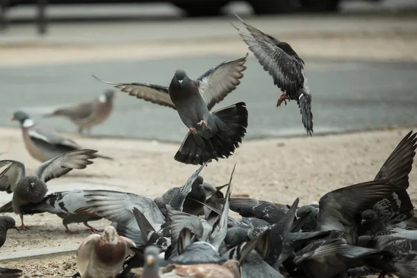 Pigeons Fighting Street — Stock Photo, Image