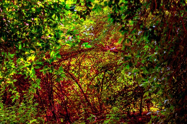 Arka plan görüntüsü ile vahşi ve çok ağaç dalları var olan birçok tesisi.