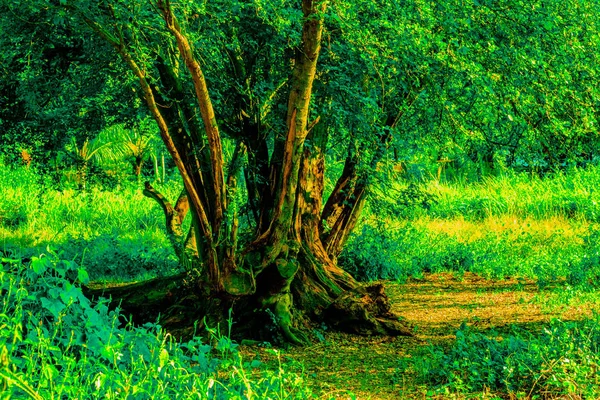Arka plan görüntüsü ile büyük ağaçlar ve mera.
