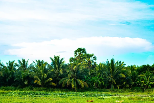 Arka plan mavi gökyüzü, beyaz bulutlar, 2 köpek, Hindistan cevizi ağaçları, bambu ağaçları, palmiye ağaçları, muz ağaçları ve geniş mera olduğunu....