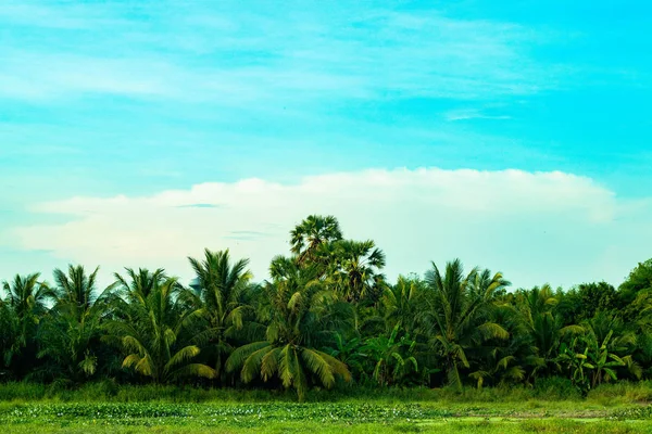 Mavi gökyüzü, beyaz bulutlar, Hindistan cevizi ağaçları, bambu ağaçları, palmiye ağaçları, muz ağaçları ve geniş mera arka plan görüntüsü olduğunu.