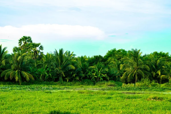 Mavi gökyüzü, beyaz bulutlar, Hindistan cevizi ağaçları, bambu ağaçları, palmiye ağaçları, muz ağaçları ve geniş mera arka plan görüntüsü olduğunu.