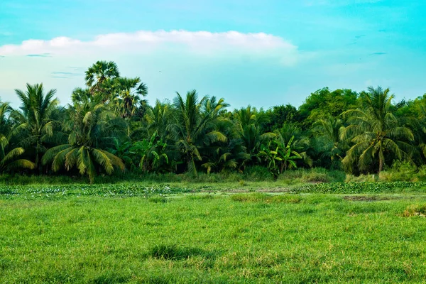 Mavi gökyüzü, beyaz bulutlar, Hindistan cevizi ağaçları, bambu ağaçları, palmiye ağaçları, muz ağaçları ve geniş mera arka plan görüntüsü olduğunu.