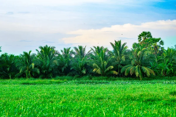Mavi gökyüzü, beyaz bulutlar, Hindistan cevizi ağaçları, bambu ağaçları, palmiye ağaçları, muz ağaçları ve geniş mera arka plan görüntüsü olduğunu.