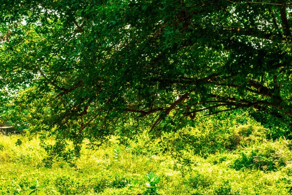 Pithecellobium dulce ağaç çeşitli ağaçlar kombine. Ot ve bitkilerin çok dallı var.