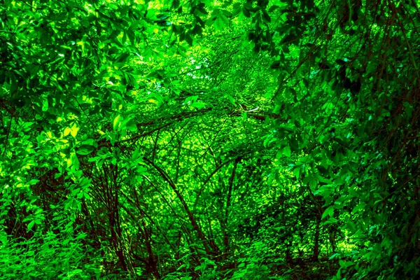 Imagen Fondo Con Desierto Muchos Árboles Ramas Hay Muchas Plantas — Foto de Stock