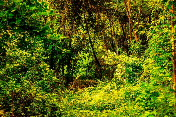 Arka plan görüntüsü ile vahşi ve çok ağaç dalları var olan birçok tesisi.