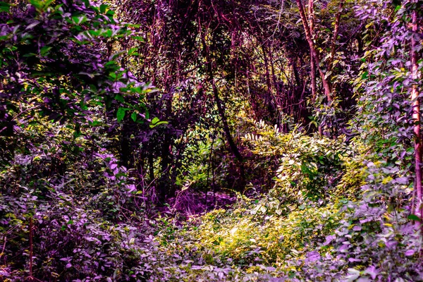 Arka plan görüntüsü ile vahşi ve çok ağaç dalları var olan birçok tesisi.