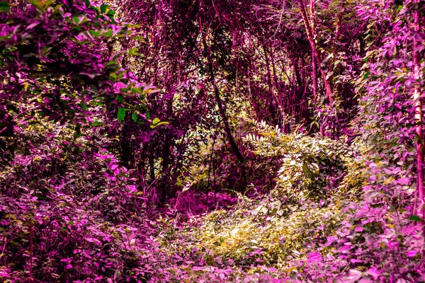 Imagem Fundo Com Deserto Muitas Árvores Ramos Muitas Plantas — Fotografia de Stock