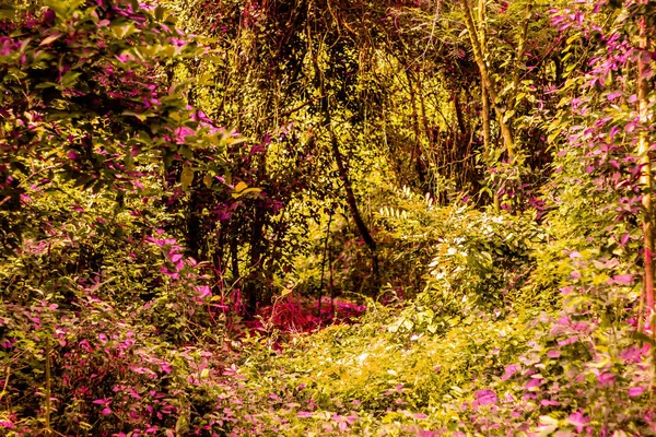 Hintergrundbild Mit Wildnis Und Vielen Bäumen Äste Gibt Viele Pflanzen — Stockfoto