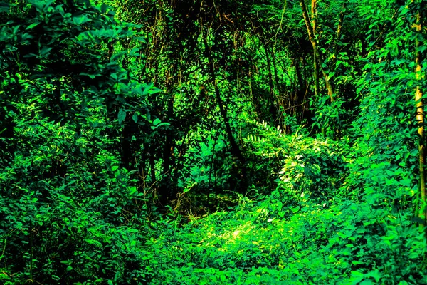 Arka plan görüntüsü ile vahşi ve çok ağaç dalları var olan birçok tesisi.