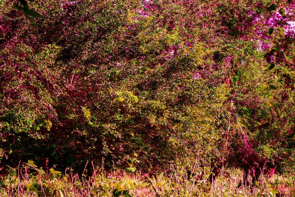 Arka plan görüntüsü ile vahşi ve çok ağaç dalları var olan birçok tesisi.