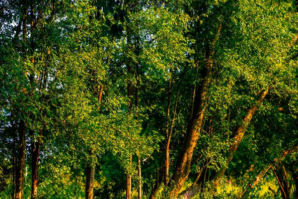 Єцелбоїй Належним Чином Єднав Кілька Дерев Багато Гілок Мають Траву — стокове фото