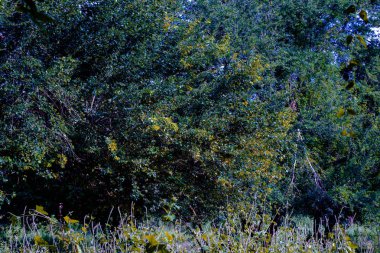 Arka plan görüntüsü ile vahşi ve çok ağaç dalları var olan birçok tesisi.