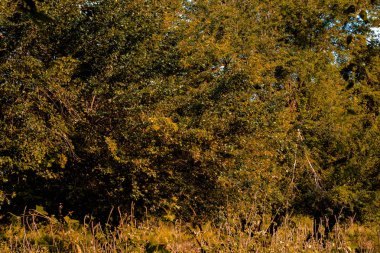 Arka plan görüntüsü ile vahşi ve çok ağaç dalları var olan birçok tesisi.