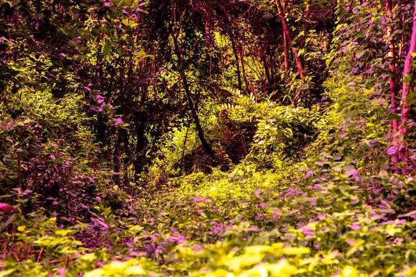Vahşi ve çok ağaç arka plan görüntüsü.